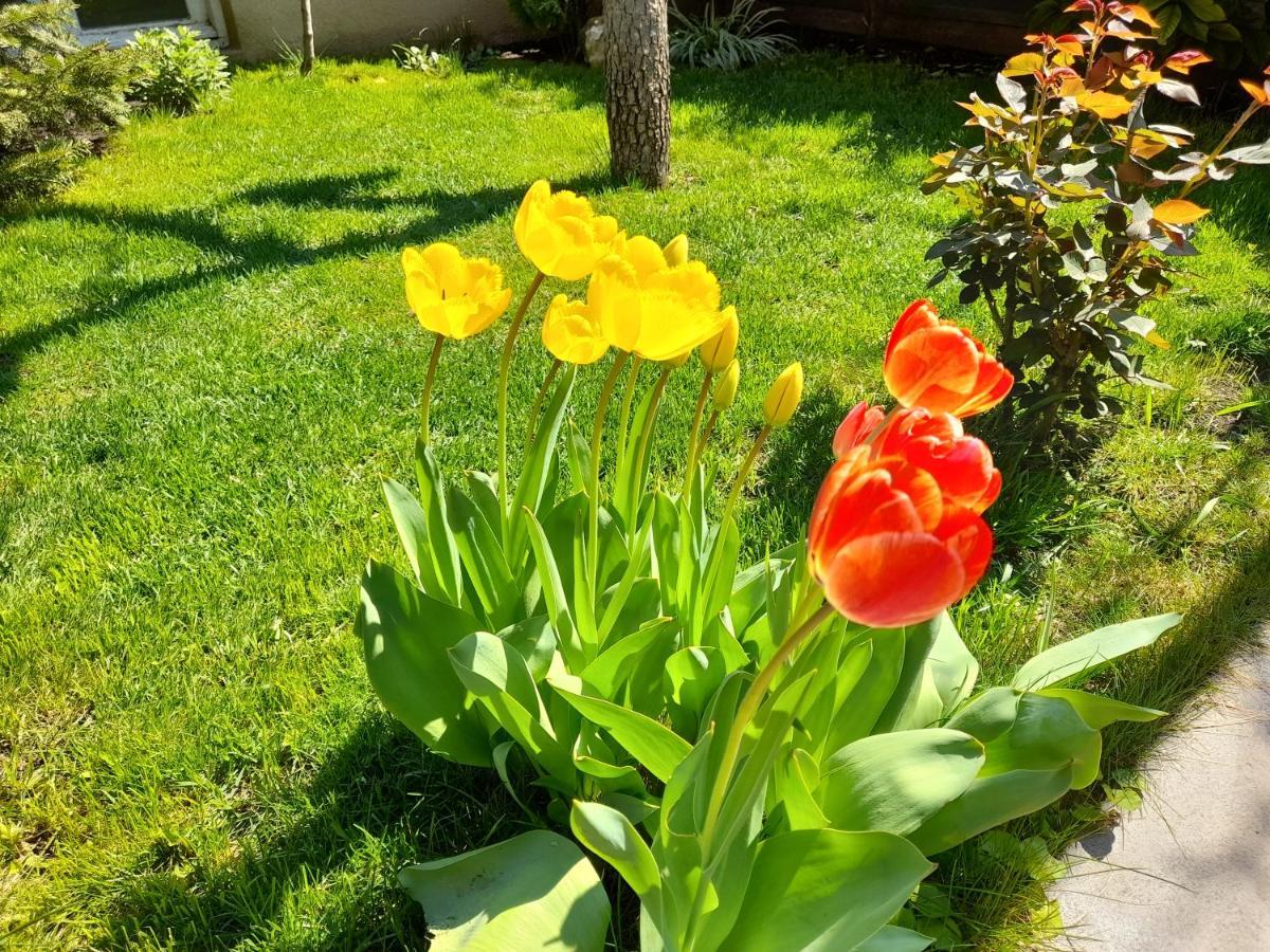 Green Garden Τυφλίδα Εξωτερικό φωτογραφία